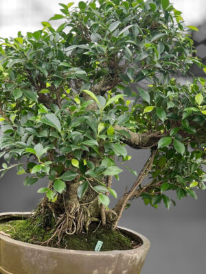 Ficus retusa - Vaxtinredarna.se