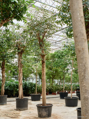 Ficus rubiginosa 'Australis' - Vaxtinredarna.se