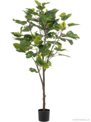 Fig Tree - Vaxtinredarna.se