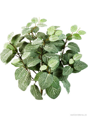 Fittonia - Vaxtinredarna.se