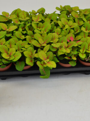 Fittonia Bubble Green