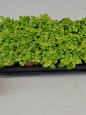 Fittonia Joly Lemon
