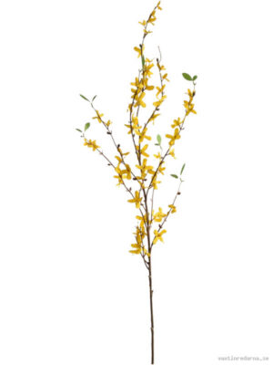 Forsythia - Vaxtinredarna.se