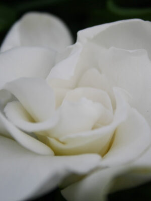 Gardenia Jasminoides