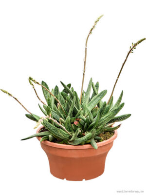 Gasteria 'Little Warty' - Vaxtinredarna.se