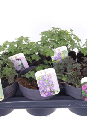 Geranium mix - Vaxtinredarna.se