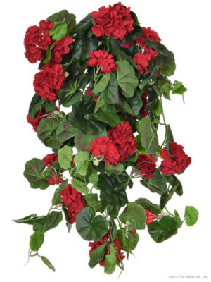 Geranium Red - Vaxtinredarna.se