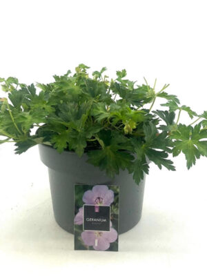 Geranium 'Rozanne' - Vaxtinredarna.se
