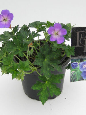 Geranium Rozanne in tray - Vaxtinredarna.se