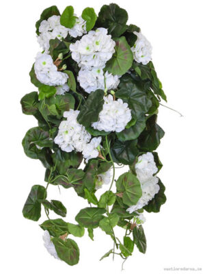 Geranium White - Vaxtinredarna.se