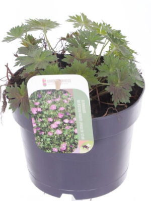 Geranium wlassovianum 'Lakwijk Star' - Vaxtinredarna.se