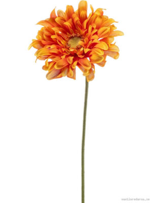 Gerbera - Vaxtinredarna.se