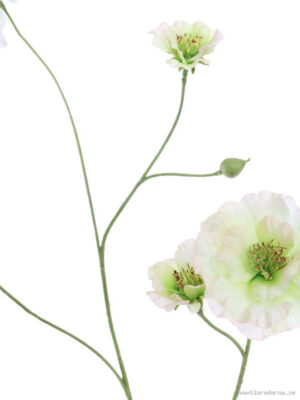 Geum - Vaxtinredarna.se