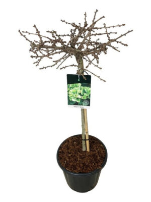 Ginkgo biloba 'Mariken' - Vaxtinredarna.se