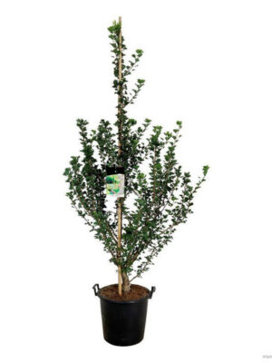 Ginkgo biloba 'Menhir' - Vaxtinredarna.se
