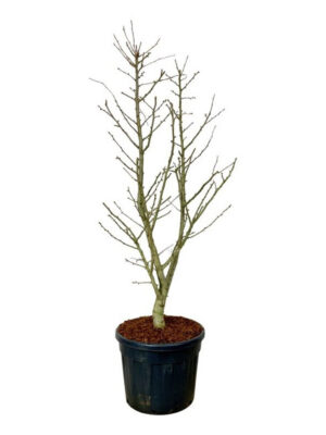 Ginkgo biloba 'Millstone' - Vaxtinredarna.se