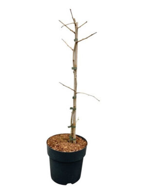Ginkgo biloba 'Select Compact' - Vaxtinredarna.se