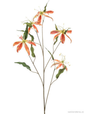 Gloriosa - Vaxtinredarna.se
