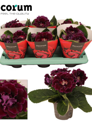 Gloxinia Sonata lila