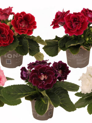 Gloxinia Sonata mix - Vaxtinredarna.se