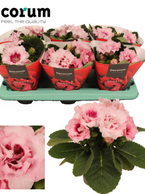 Gloxinia 'Sonata pink'