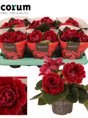 Gloxinia 'Sonata red'
