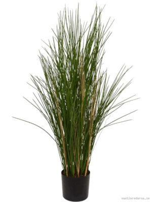 Grass - Vaxtinredarna.se