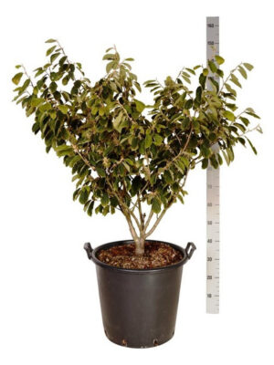 Hamamelis x intermedia 'Arnold Promise' - Vaxtinredarna.se