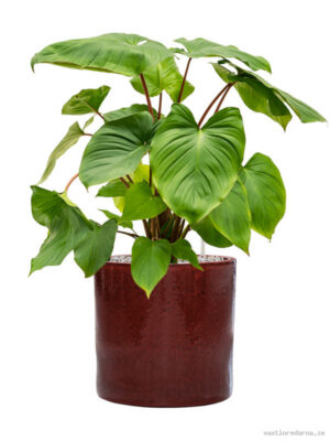Homalomena rubescens 'Maggy' in Cylinder