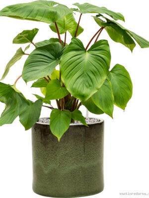 Homalomena rubescens 'Maggy' in Cylinder
