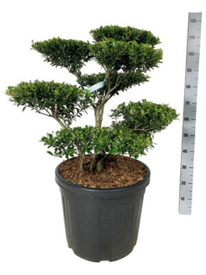 Ilex crenata 'Blondie' - Vaxtinredarna.se