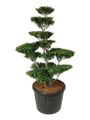 Ilex crenata 'Blondie' - Vaxtinredarna.se