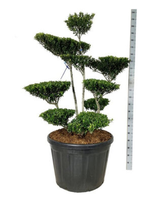 Ilex crenata 'Blondie' - Vaxtinredarna.se