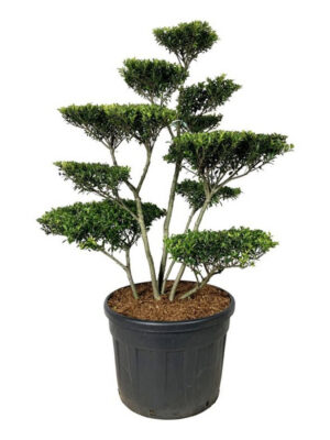 Ilex crenata 'Blondie' - Vaxtinredarna.se