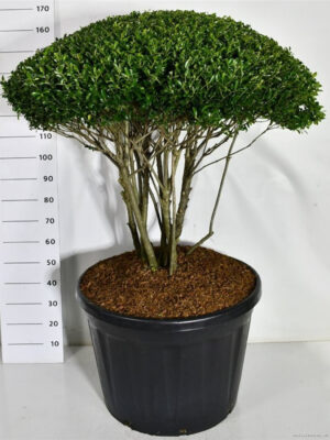Ilex crenata 'Blondie' - Vaxtinredarna.se