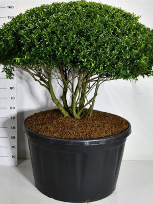 Ilex crenata 'Blondie' - Vaxtinredarna.se
