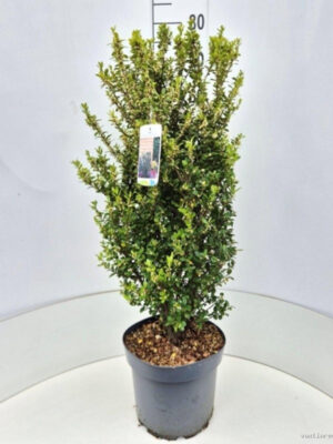 Ilex crenata 'Caroline Upright' - Vaxtinredarna.se