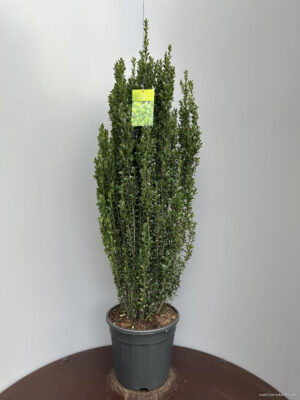 Ilex crenata 'Caroline Upright' - Vaxtinredarna.se