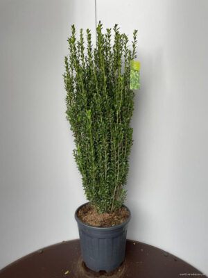 Ilex crenata 'Caroline Upright' - Vaxtinredarna.se