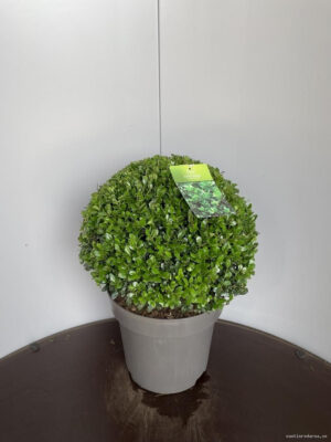 Ilex crenata 'Caroline Upright' - Vaxtinredarna.se