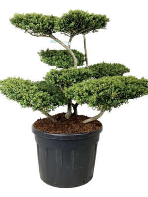 Ilex crenata 'Convexa' - Vaxtinredarna.se