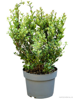 Ilex crenata 'Dark Green' - Vaxtinredarna.se