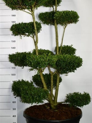 Ilex crenata 'Ellipta Convex' - Vaxtinredarna.se
