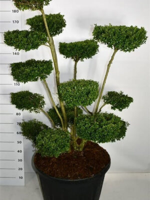 Ilex crenata 'Ellipta Convex' - Vaxtinredarna.se