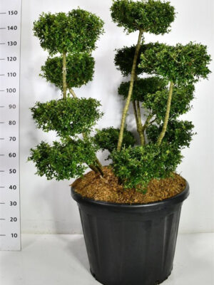 Ilex crenata 'Fructu Luteo' - Vaxtinredarna.se
