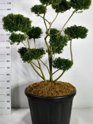 Ilex crenata 'Fructu Luteo' - Vaxtinredarna.se