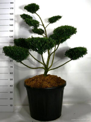 Ilex crenata 'Golden Gem' - Vaxtinredarna.se