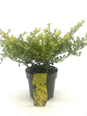 Ilex crenata 'Golden Gem' - Vaxtinredarna.se