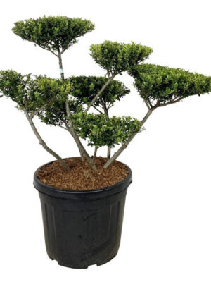 Ilex crenata 'Green Hedge' - Vaxtinredarna.se