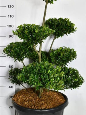 Ilex maximowicziana 'Kanehirae' - Vaxtinredarna.se